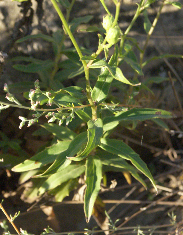 Image of Hieracium virosum specimen.
