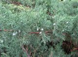 Juniperus virginiana