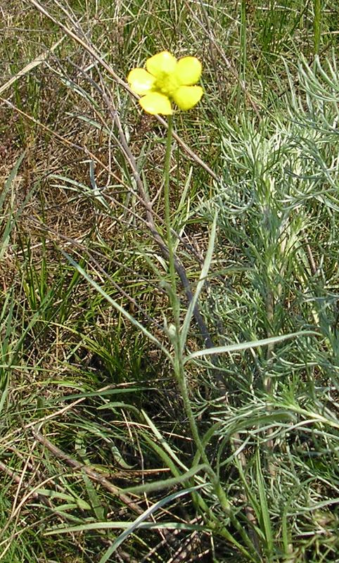 Изображение особи Ranunculus illyricus.