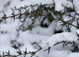 Berberis × stenophylla