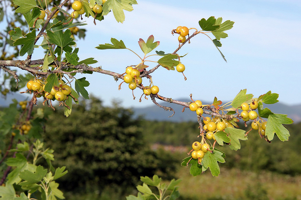 Изображение особи Ribes aureum.