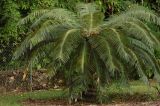 Cycas circinalis