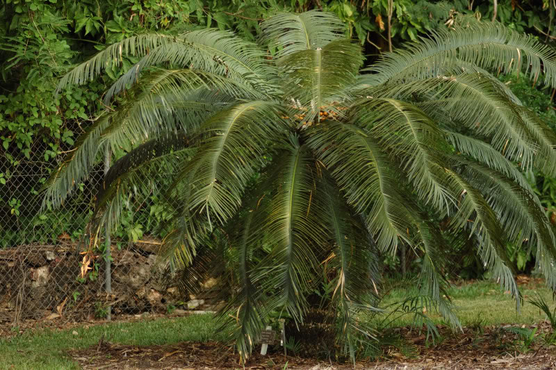 Изображение особи Cycas circinalis.
