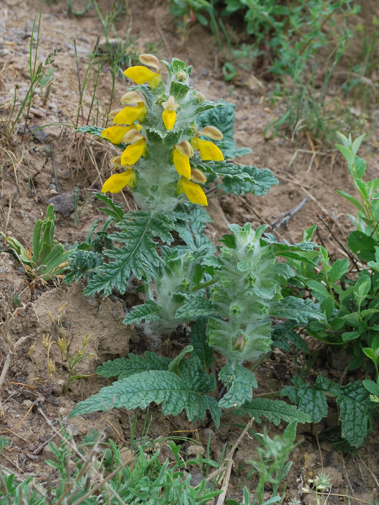 Image of Phlomoides speciosa specimen.