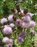 Cirsium setosum