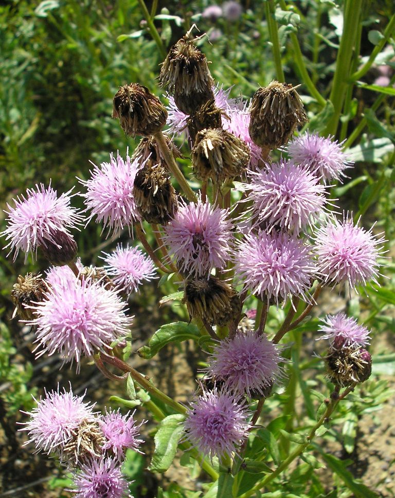 Изображение особи Cirsium setosum.