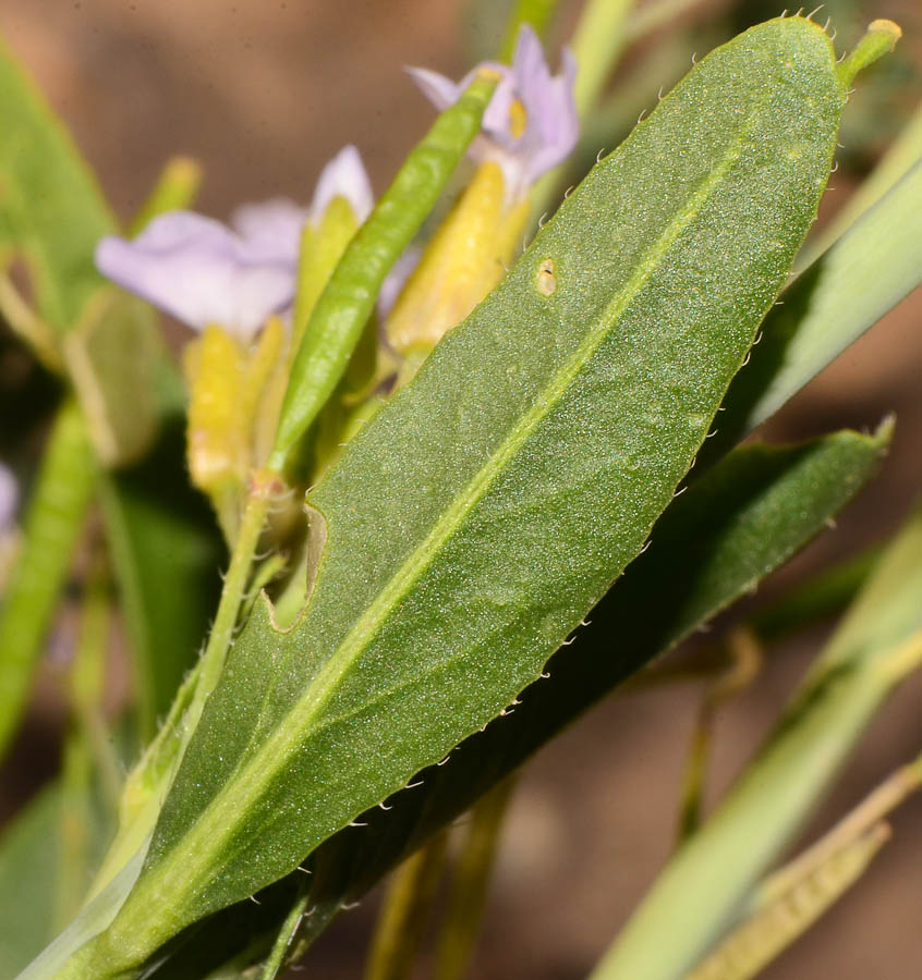 Изображение особи Diplotaxis acris.