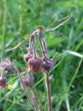 Geum rivale