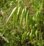 Bromus squarrosus