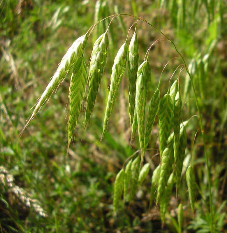 Image of Bromus squarrosus specimen.