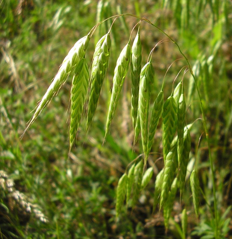 Изображение особи Bromus squarrosus.