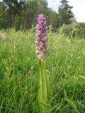 Dactylorhiza incarnata. Верхушка цветущего растения. Украина, Киевская обл., Киево-Святошинский р-н, окр. г. Боярка, заливной луг по соседству с ольховым лесом. 15.06.2012.