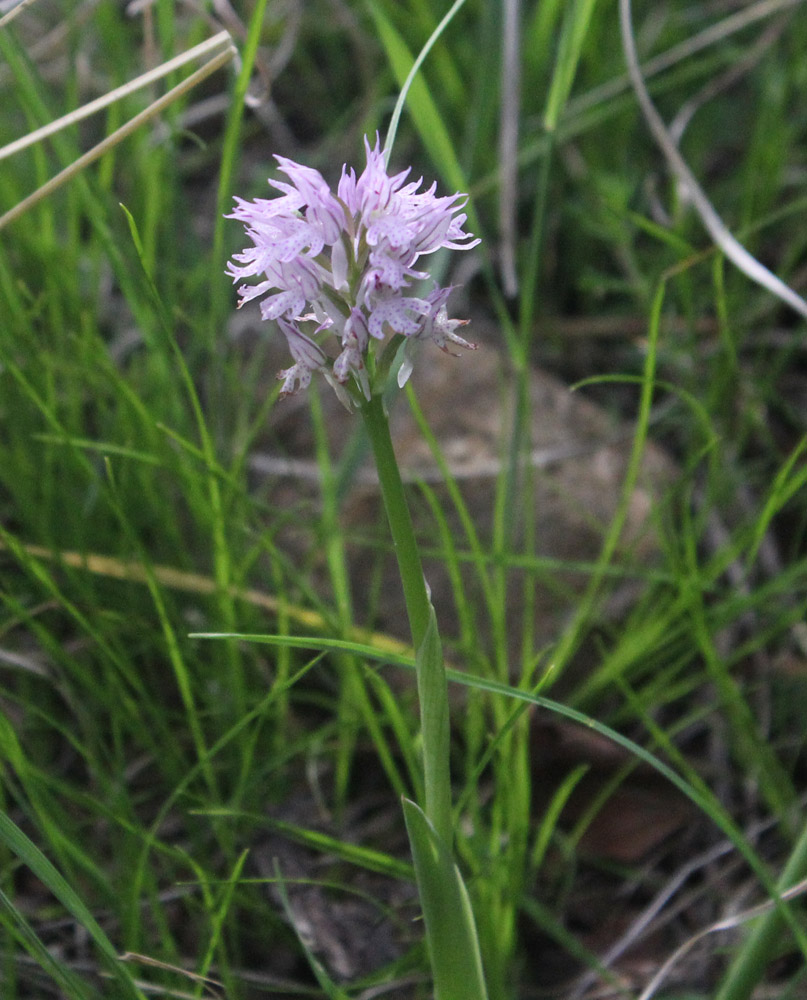 Изображение особи Neotinea tridentata.