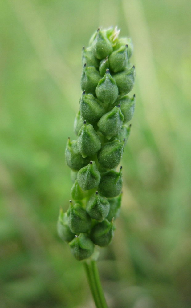 Image of Adonis flammea specimen.