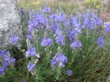 Veronica capsellicarpa