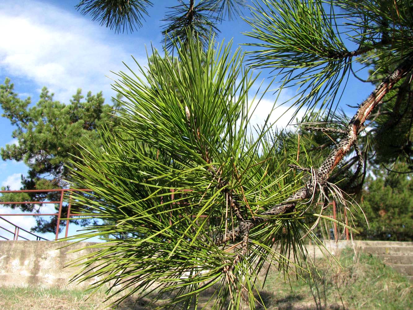 Изображение особи Pinus pallasiana.