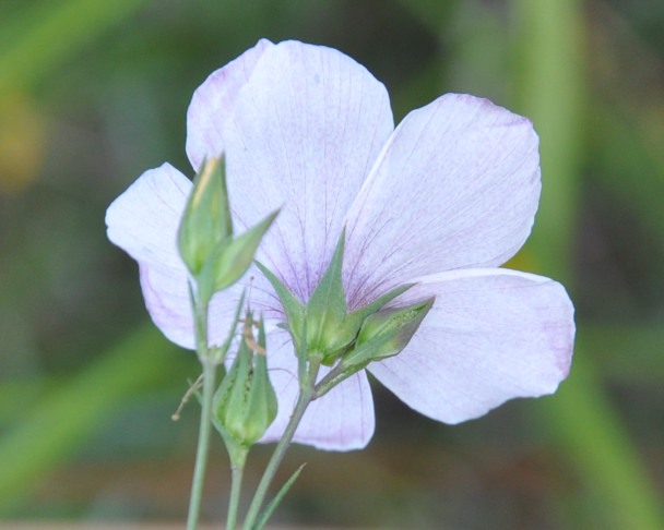 Image of Linum tenuifolium specimen.