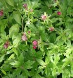 Astrantia major