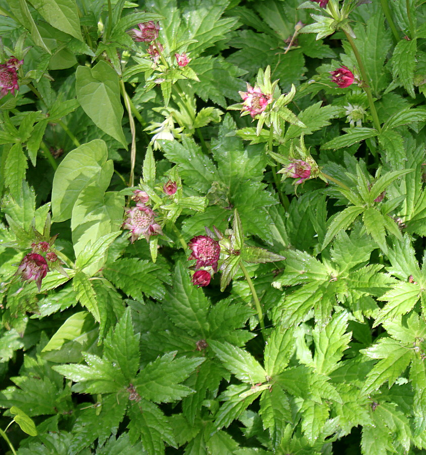 Image of Astrantia major specimen.