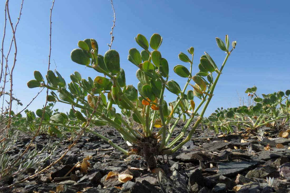 Изображение особи Zygophyllum rosovii.