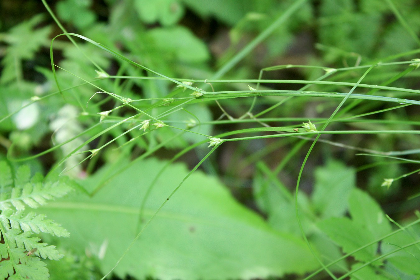 Изображение особи Carex remota.