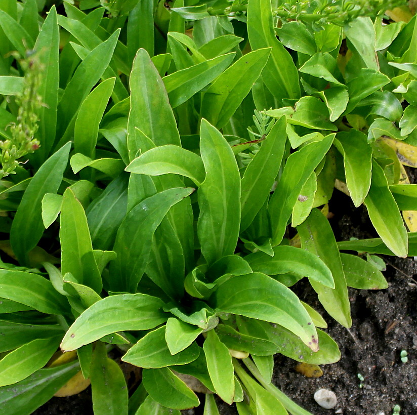 Image of Veronica gentianoides specimen.