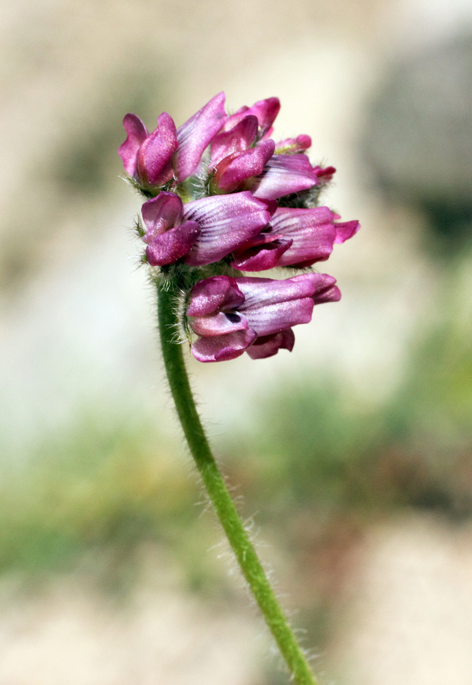 Image of Oxytropis microsphaera specimen.