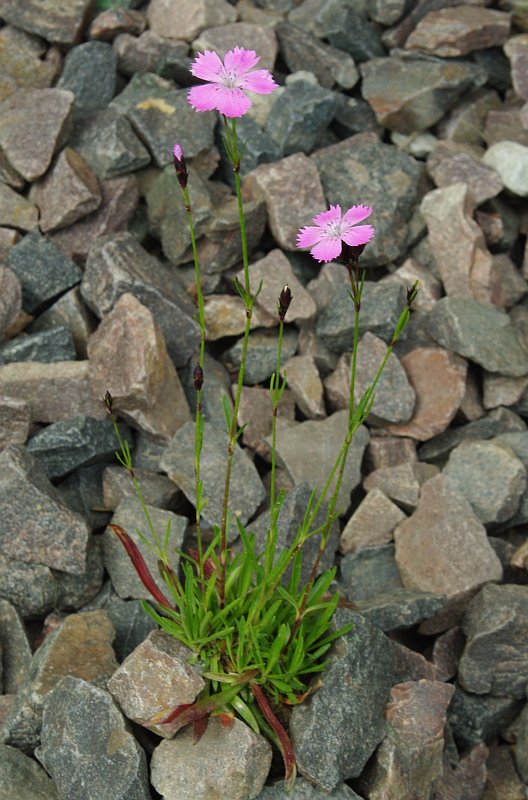 Изображение особи Dianthus nitidus.