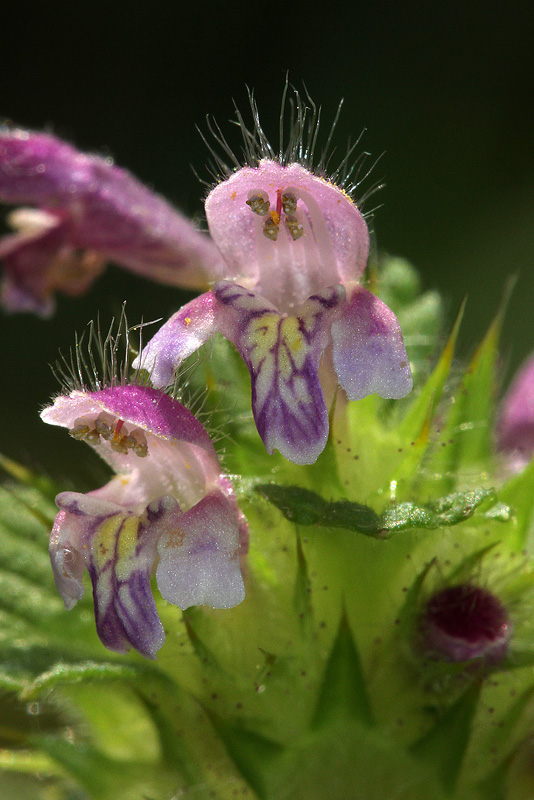 Изображение особи Galeopsis bifida.