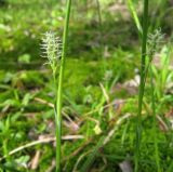 Carex vaginata. Средняя часть побегов с цветущими женскими колосками. Костромская обл., Кадыйский р-н, заболоченный лес. 18.05.2013.