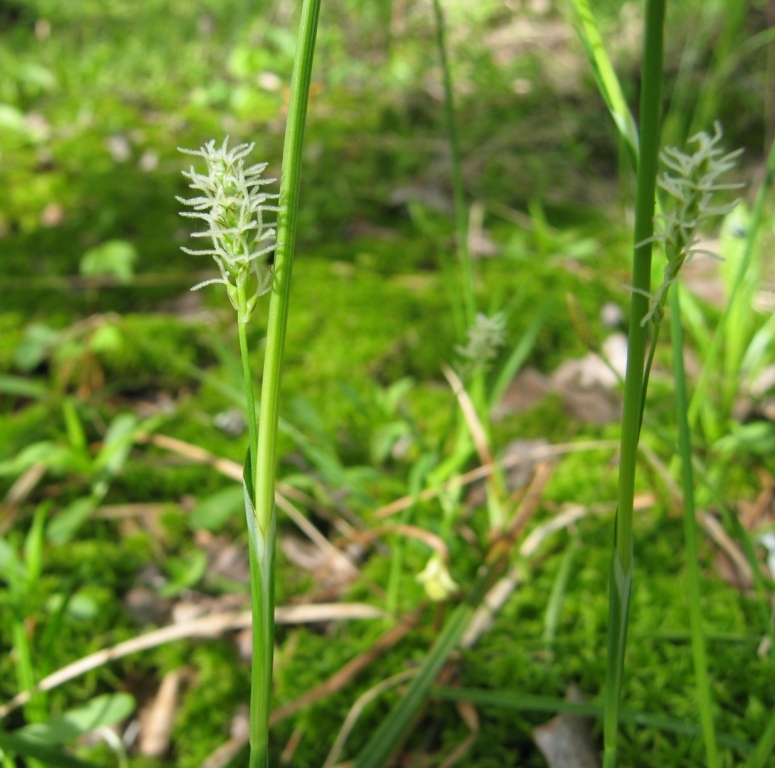 Изображение особи Carex vaginata.