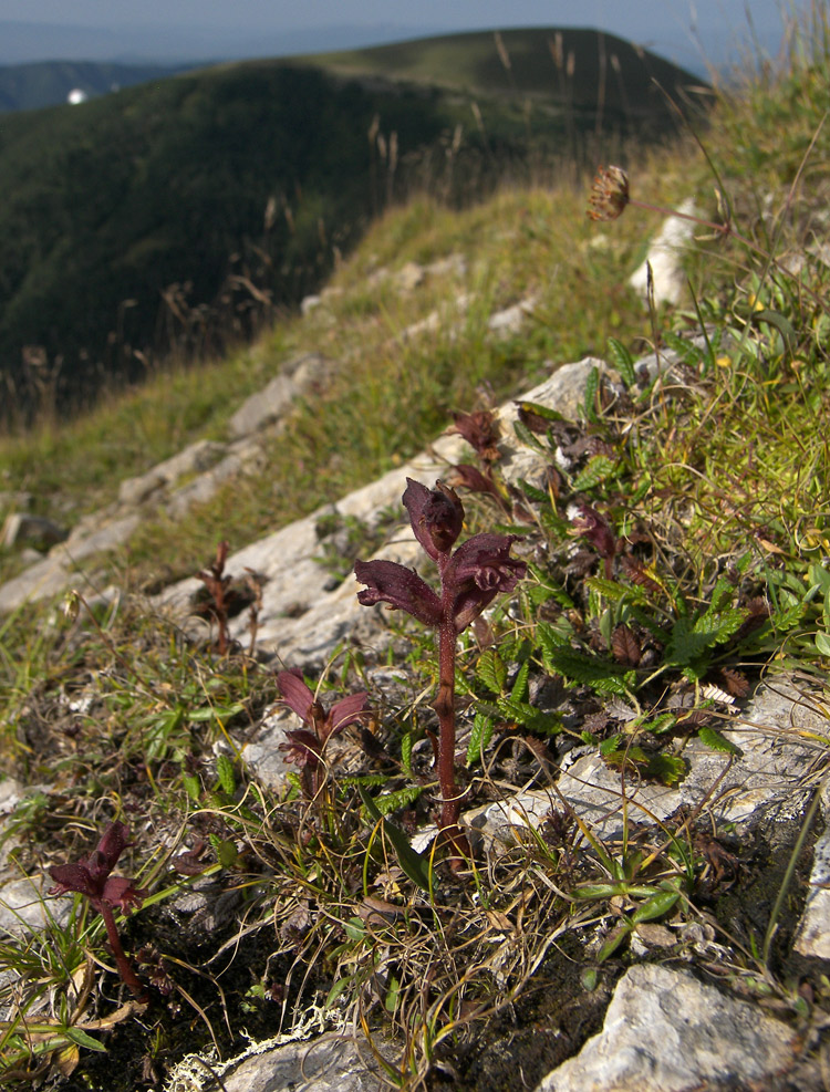 Изображение особи Orobanche campanulae.