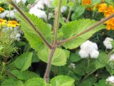 Ageratum houstonianum