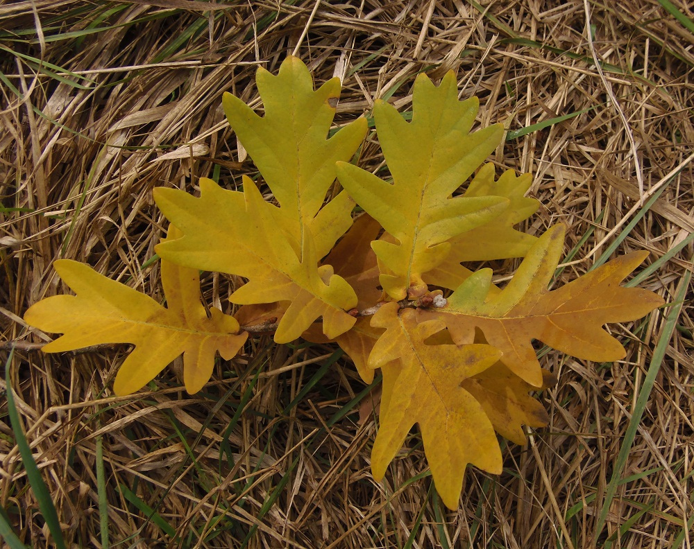 Image of Quercus robur specimen.