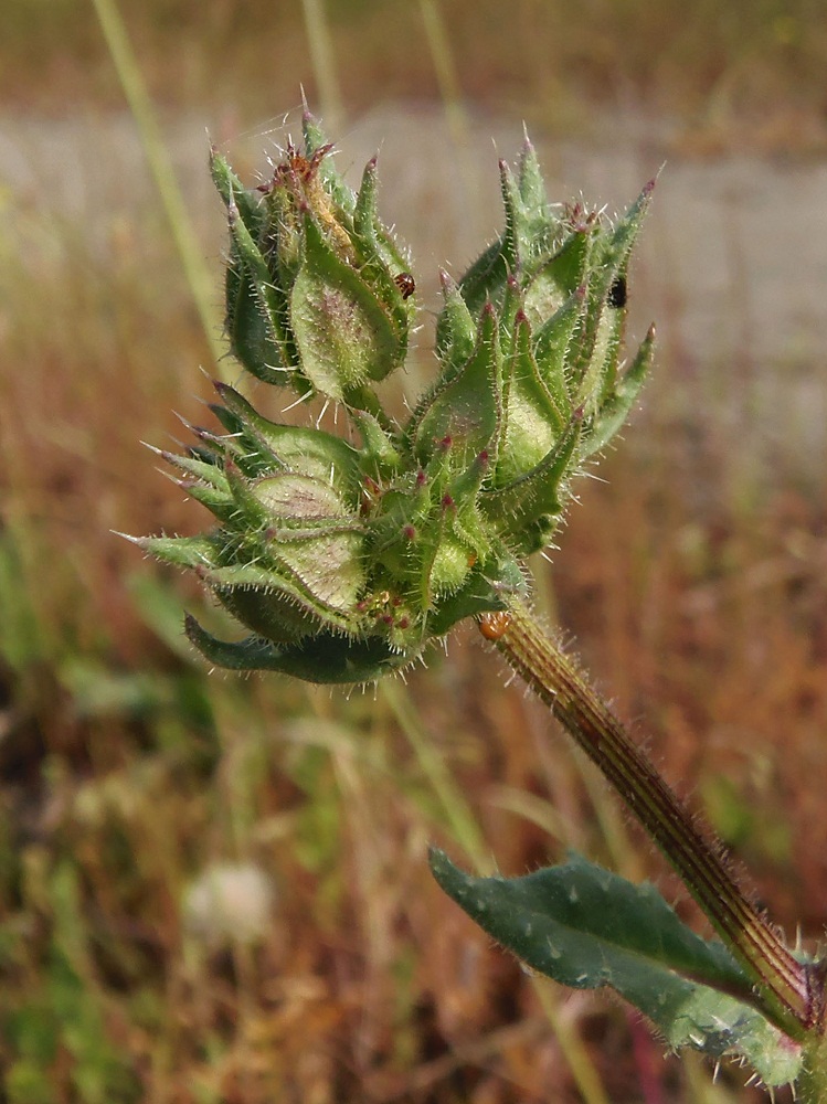 Изображение особи Helminthotheca echioides.