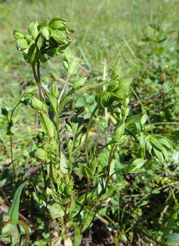 Image of Lomatogonium carinthiacum specimen.