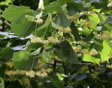 Tilia cordifolia