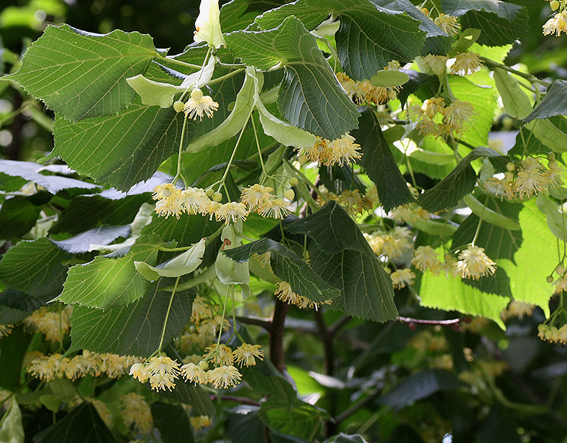 Image of Tilia cordifolia specimen.
