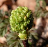 Adonis amurensis. Незрелый плод. Приморский край, Спасский р-н, с. Хвалынка. 07.05.2013.