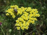 Achillea &times; submicrantha