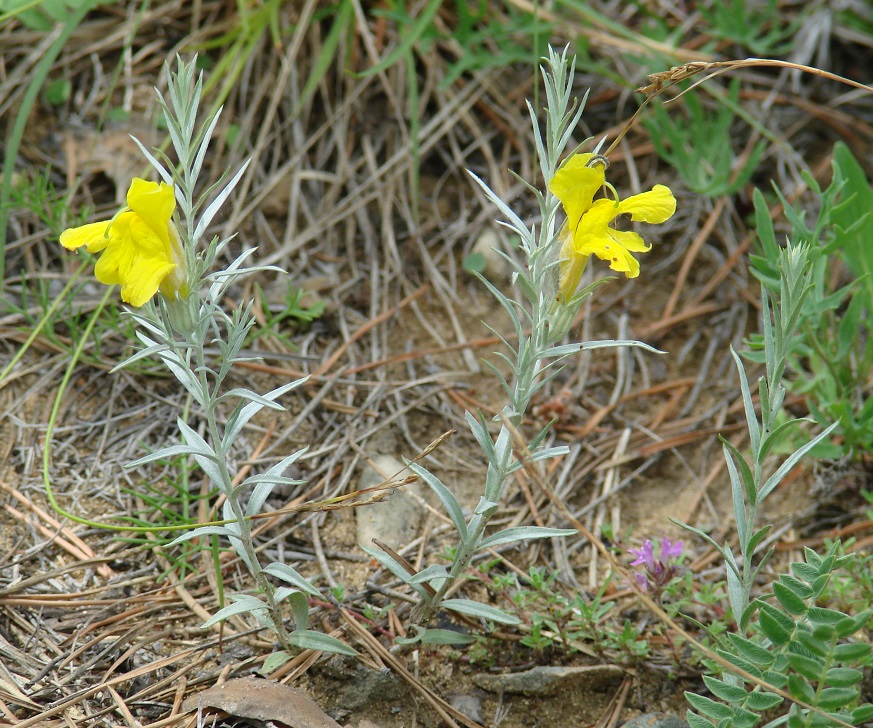 Image of Cymbaria daurica specimen.