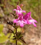 Phtheirospermum chinense. Верхушка цветущего растения. Приморский край, Спасский р-н, окр. с. Хвалынка. 08.09.2013.