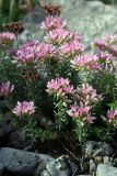 Pseudosedum karatavicum. Цветущее растение. Южный Казахстан, хр. Каржантау, верховья ущ. Кызылбулак. 08.06.2013.