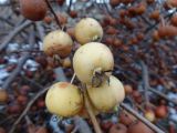 genus Malus