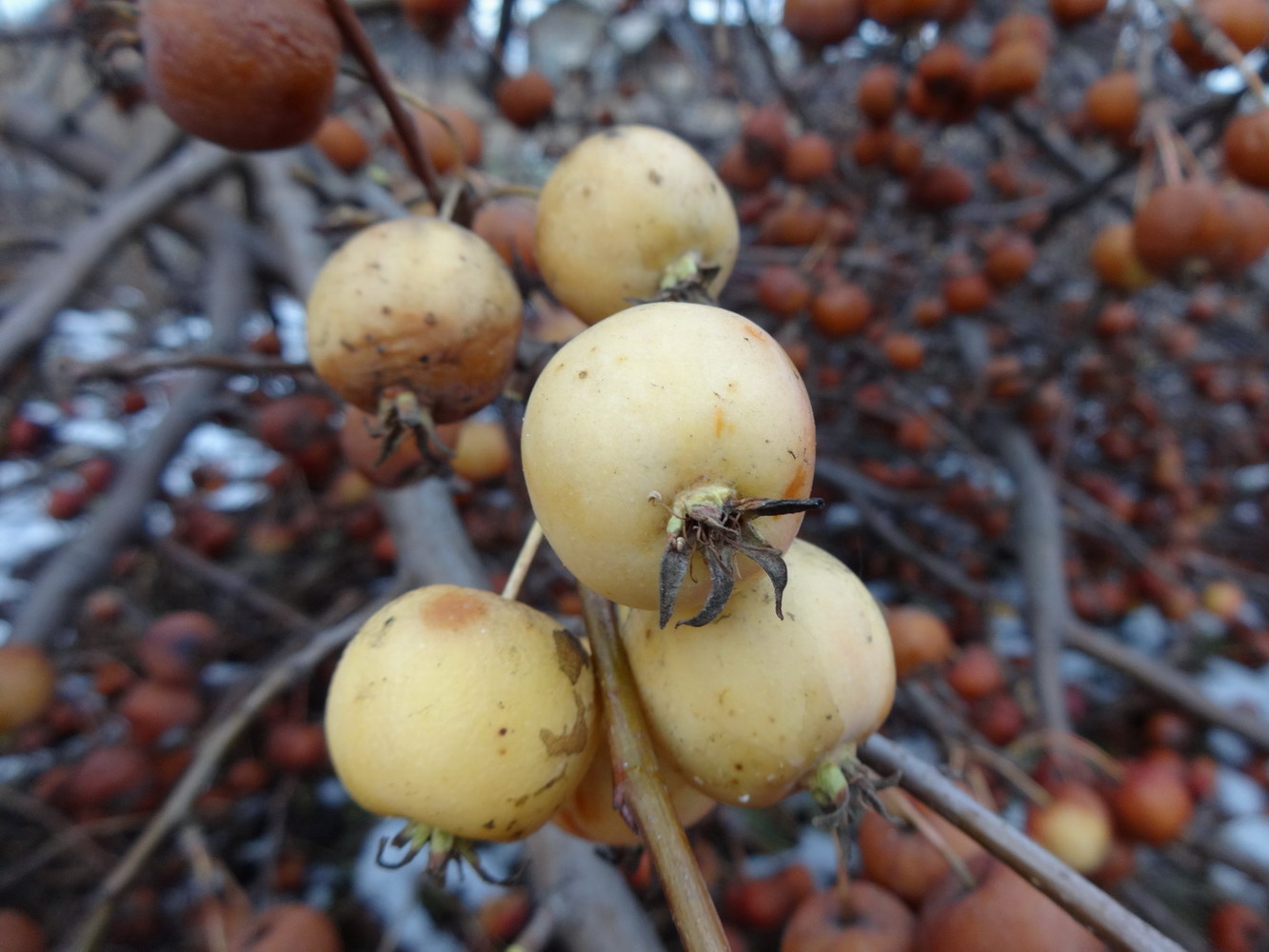 Image of genus Malus specimen.