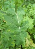 Sonchus oleraceus