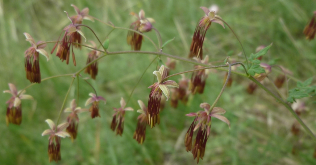 Изображение особи Thalictrum foetidum.