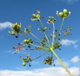 Pimpinella nigra. Соплодие. Архангельская обл., Вельский р-н, окр. пос. Усть-Шоноша, береговой склон р. Вель. 09.08.2012.