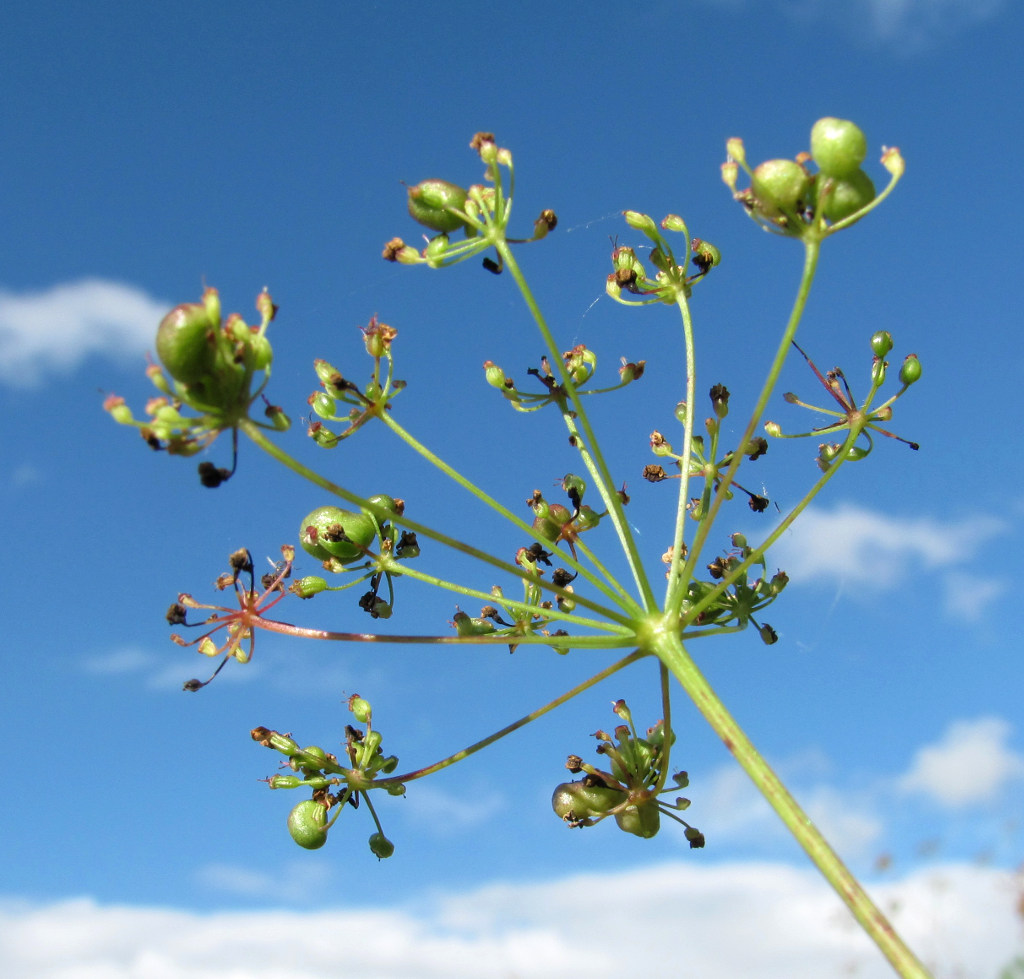 Изображение особи Pimpinella nigra.