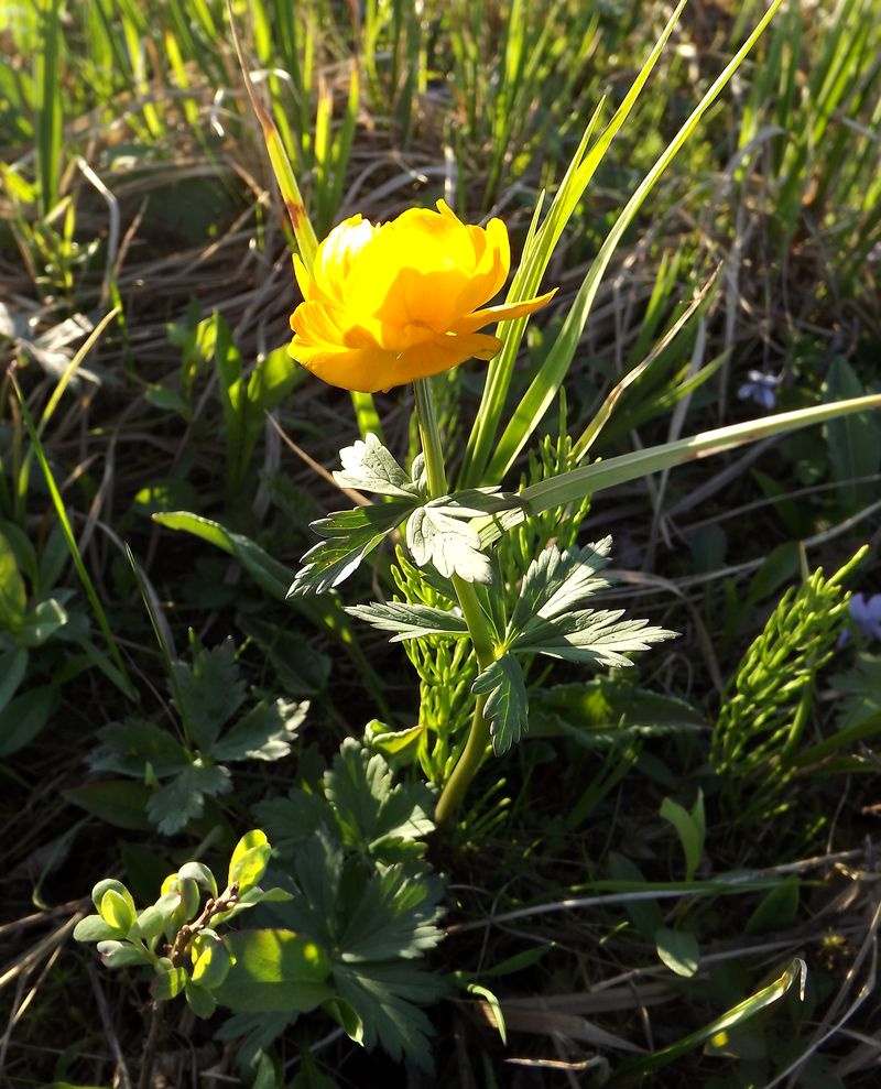 Изображение особи Trollius asiaticus.